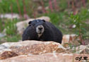 Marmota vancouverensis